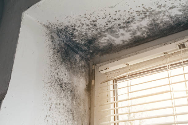 Affordable Mold Cleanup solutions in New Windsor, MD